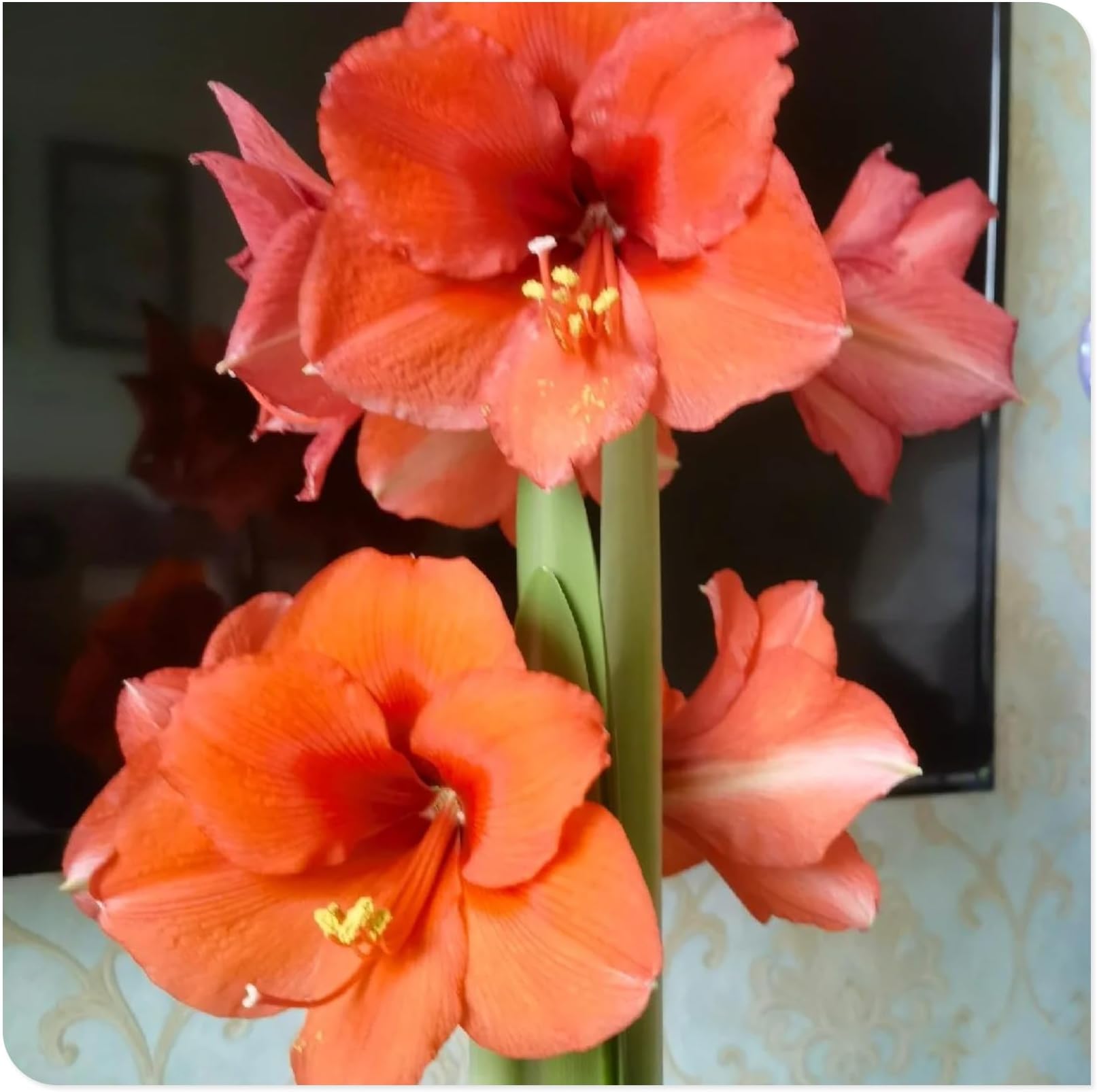 Amaryllis for Planting Now UK Perennial Good for Containers Excellent Display Plant Bulbs Ornamental Greening Flower Natural Organic Easy Plant Perennial -4bulbs-O