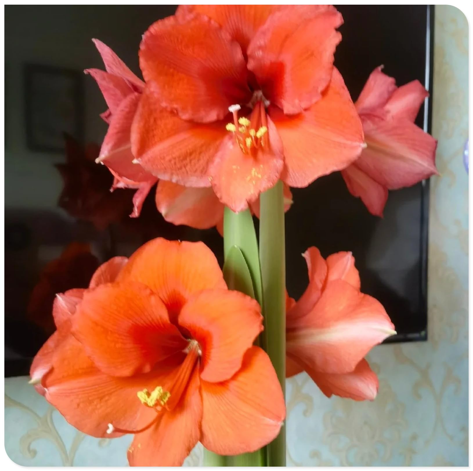 Amaryllis for Planting Now UK Perennial Good for Containers Excellent Display Plant Bulbs Ornamental Greening Flower Natural Organic Easy Plant Perennial -4bulbs-O