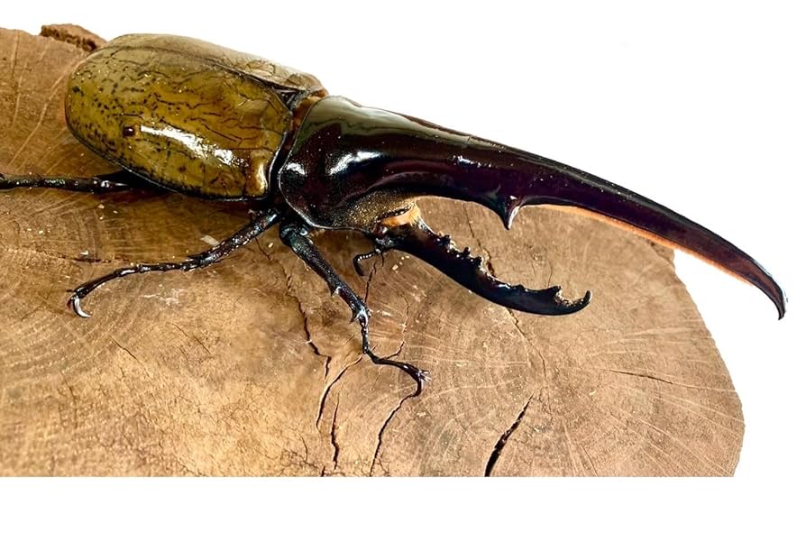 Amazon | 【ヘラクレスオオカブト 160ミリ〜165ミリ 成虫 オス