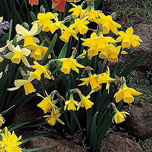 Daffodil Bulbs, Narcissi Bulbs Dwarf, Tete a Tete - 100 Bulb