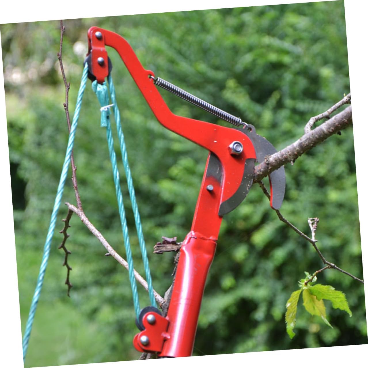 GLEAVI Extendable Tree Pruner with Rope High-branch Trimming Shears for Garden and Fruit Trees Sturdy Plant Harvester Clipper and Branch Cutting