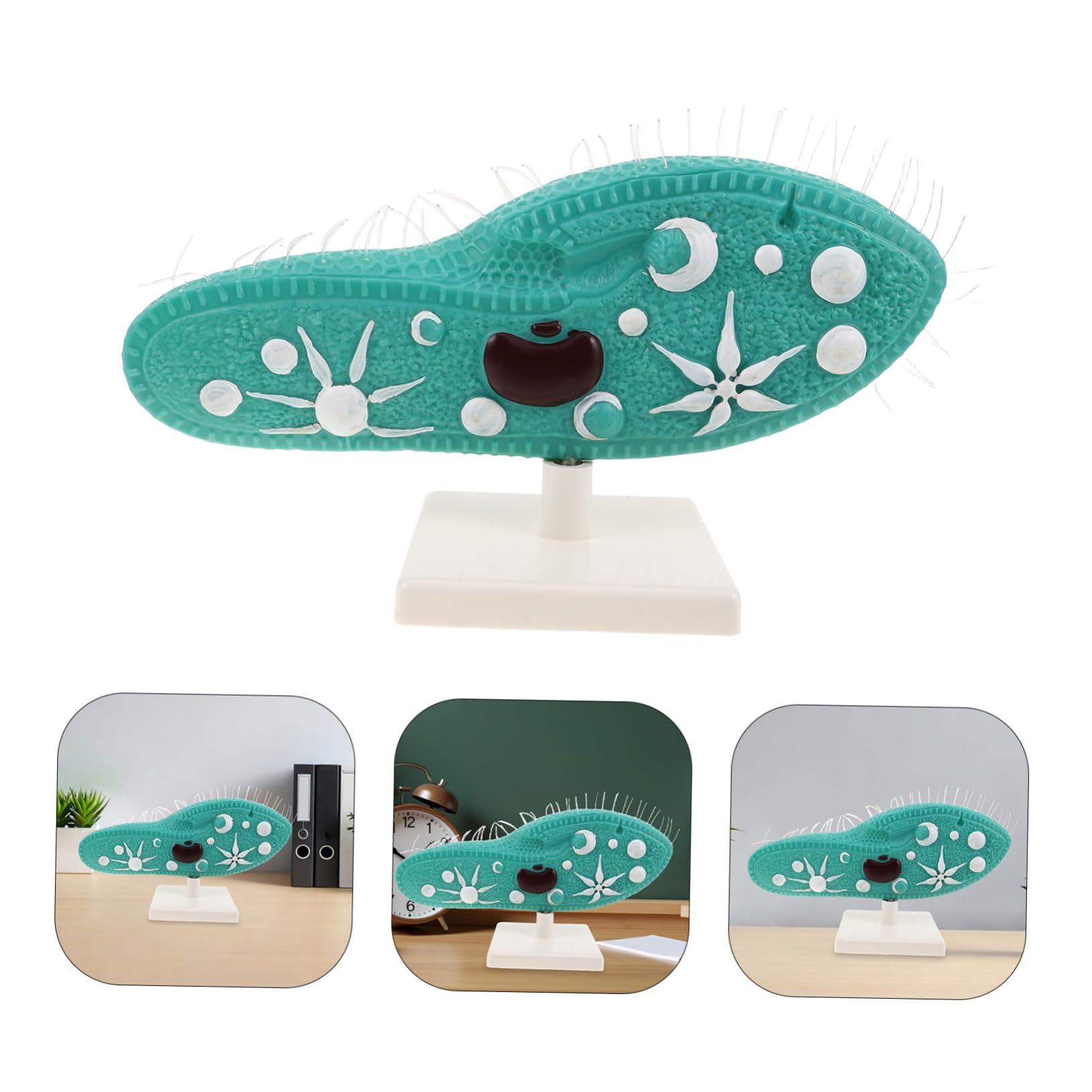 HANABASS Modell Detaillierte Pantoffeltierchen aus Ständer Anatomisches PVC Naturwissenschaftliches Bildungsmodell Cilien Stabiles Standfuß für Mittelstufen Biologie für Unterricht