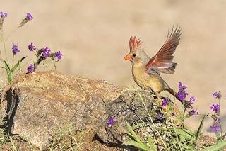 Arizona, Amado Female cardinal with wings spread by Wendy Kaveney - 18x12 Art Print Poster