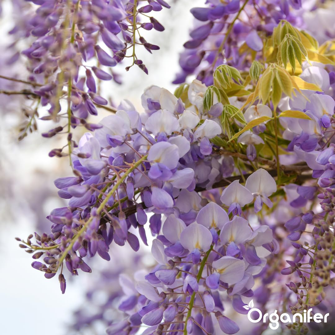 Fertilizante Líquido Para Glicina - 2x1L - NPK 2-1-8 | Abono Para Hojas Saludables Y Crecimiento Fuerte - Refuerza Raíces Y Vitalidad - Organifer