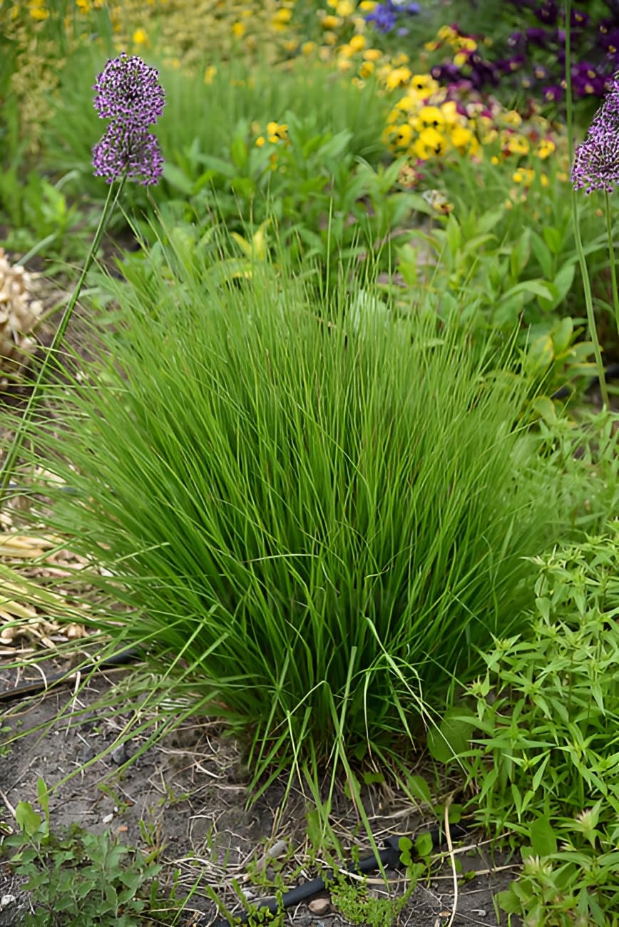 Stauden Gänge 10 x Molinia caerulea 'Heidebraut' Kleines Pfeifengras