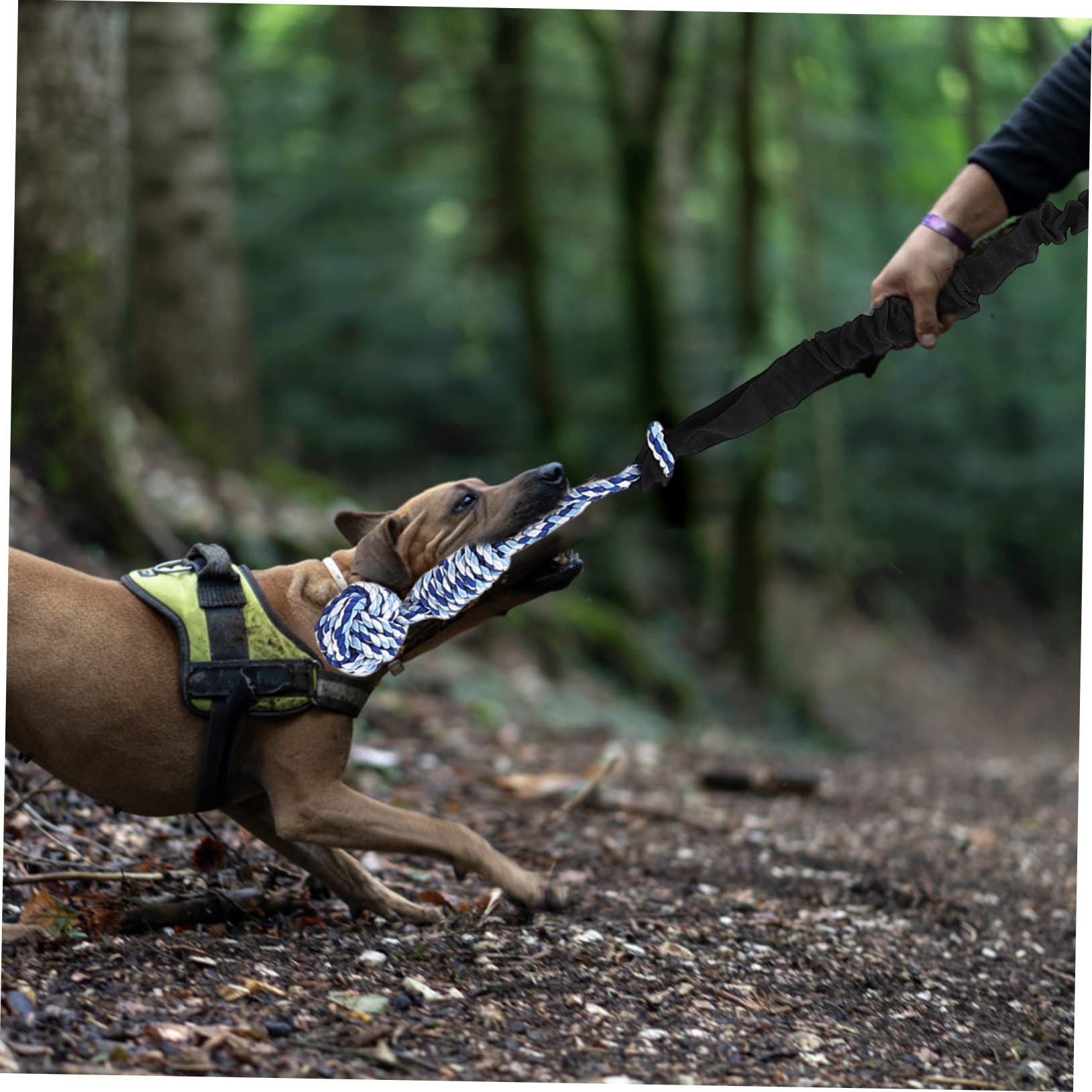 Bissfestes Hundespielzeug Satz mit Dehnbarem Zugseil 140–260cm Verschleißfestes Kauspielzeug Interaktives Welpen Spielzeug für Indoor und Outdoor