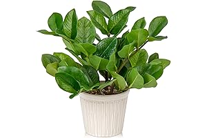 Briful Fake Plants 12' Artificial Zamioculcas ZZ House Office Plants in Ceramic...