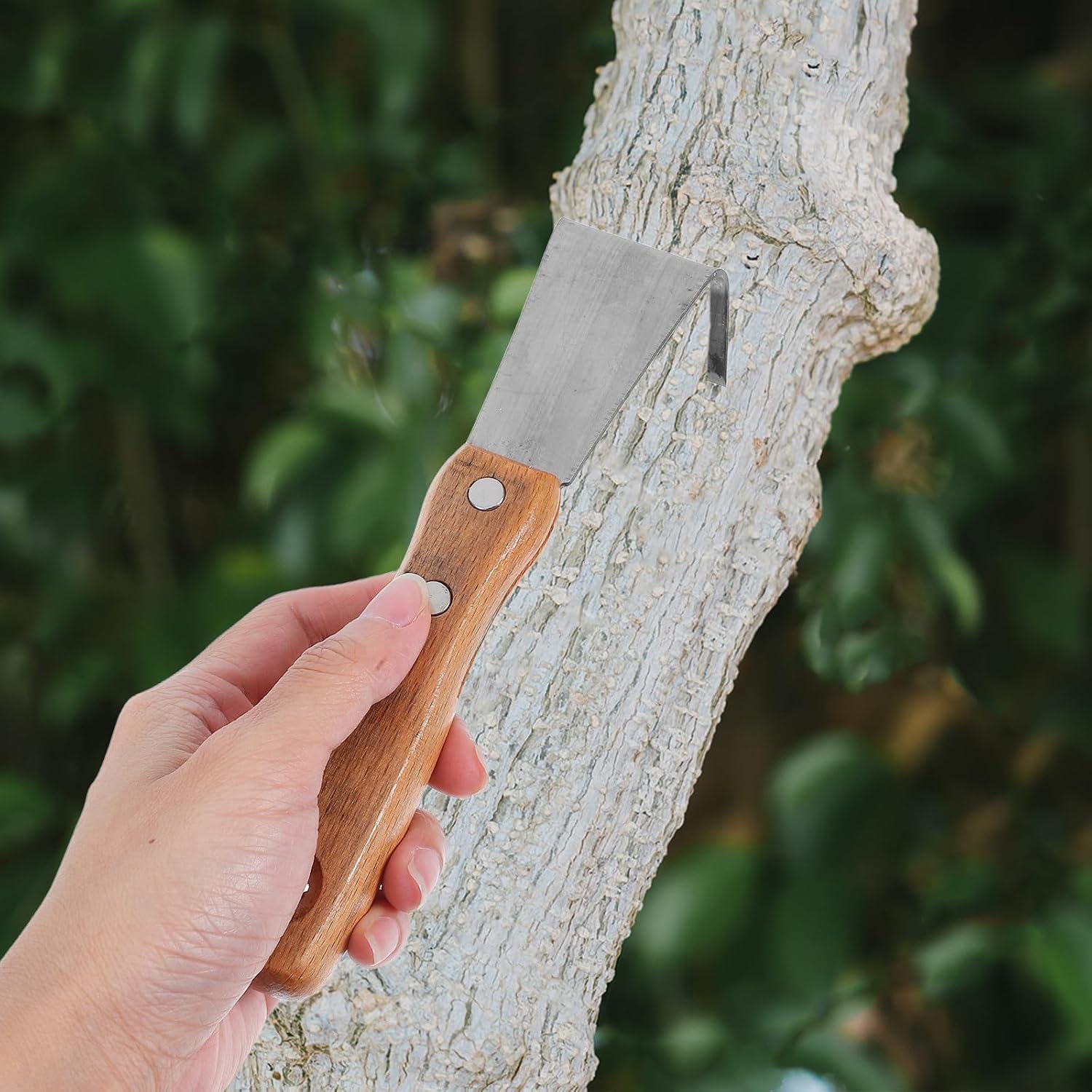 HEMOTON Bark Spud for Scratching Tree Trunks Debarking Tool Stainless Steel with Wooden Handle and Removing Decayed Parts of Fruit Trees, for Gardeners and Yard Use