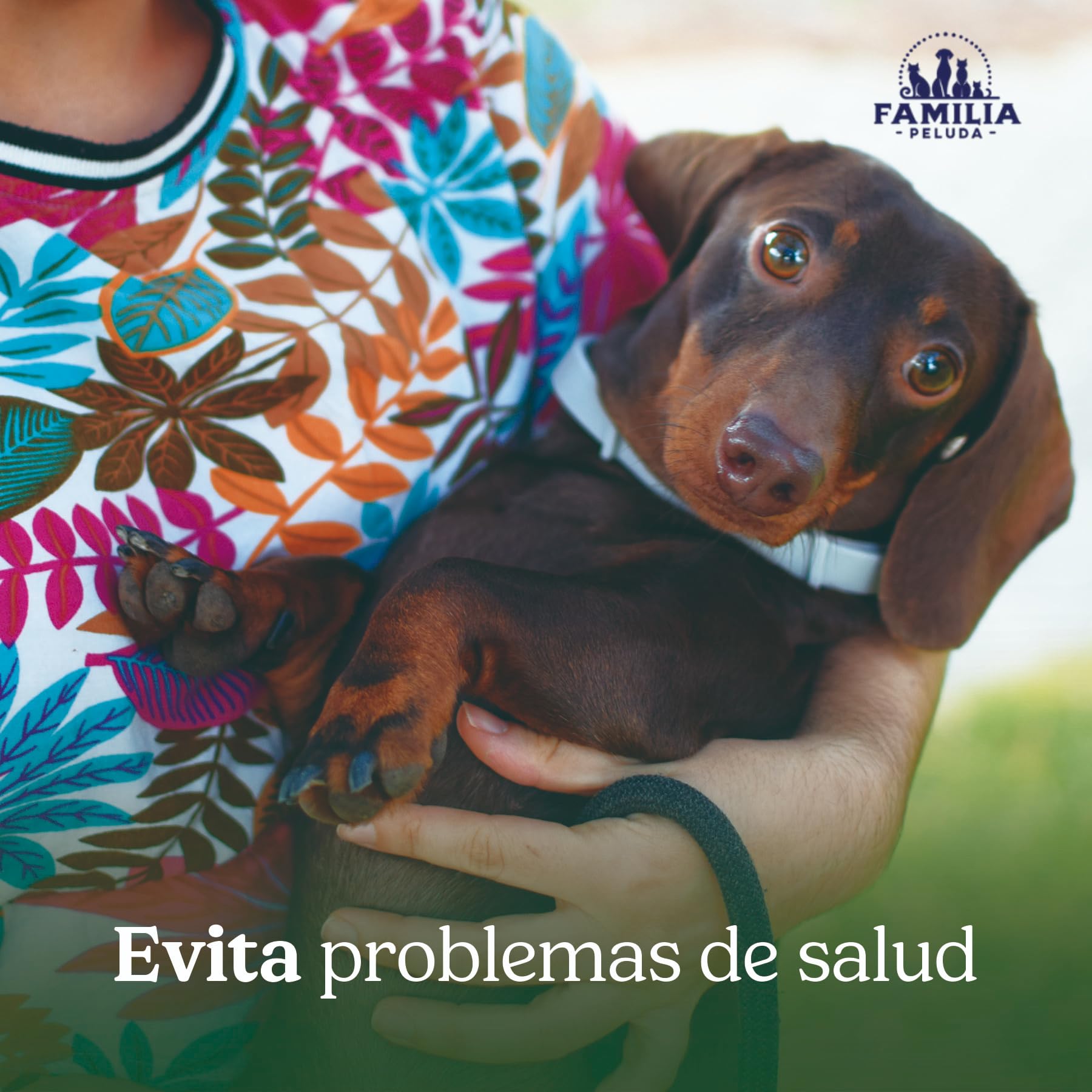 Collar Antiparasitario Perros, Collar antipulgas Perros pequeños y Grande, Leishmaniosis (Mosquitos), Pulgas y Garrapatas - 8 Meses - 63cm Ajustable, Repelente 100% Natural, Impermeable — view 5