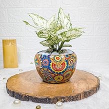 Floral Boutique Aglaonema Snow White Plant in Mandala Metal Plant Pot |Indoor Plants for Home|Live Plants with pots | House Warming Gifts | Plants for Home | Same Day delivery