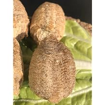 3- Mantis Eggshell - Mantis Egg Hatching Kit