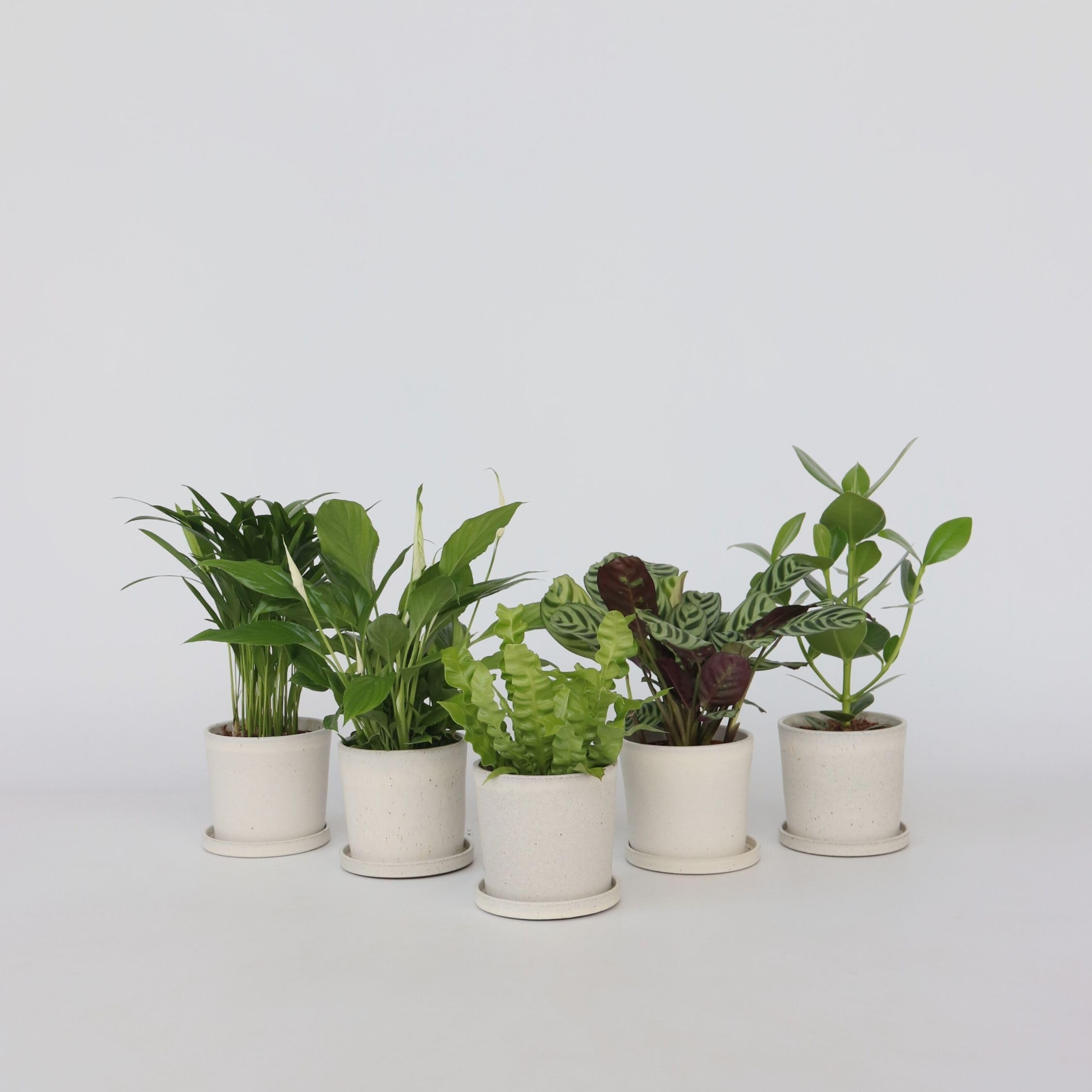 Plant in a Box - Plantas de interior purificadoras de aire - Mezcla de 5 - Altura 25-40cm - Maceta 12cm - Plantas naturales decorativas para hogar y oficina