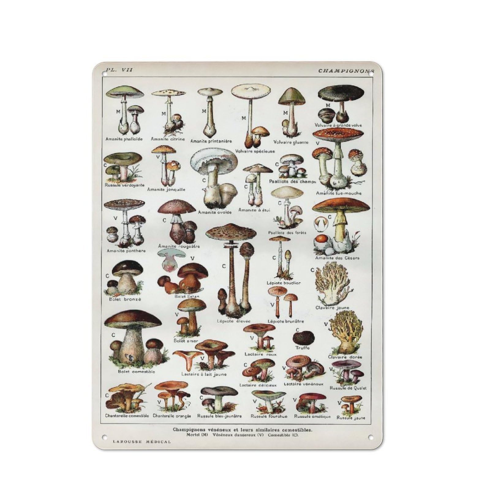 Junmoney Style-19 Types Of Mushrooms Vintage Metal Plaque 40X30cm For Living Room Wall, Suited To Living Room Decor Lovers
