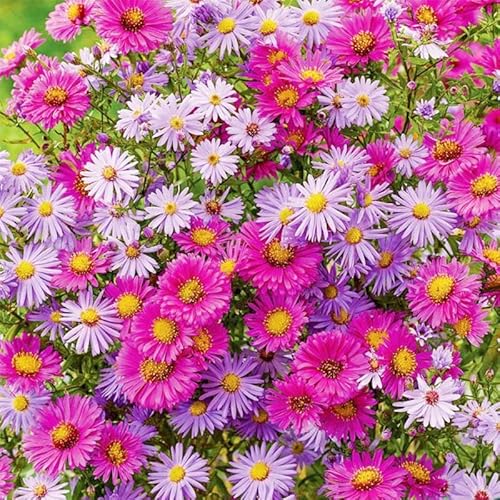 500+ Mixed Aster Flower Seeds for Planting Outdoors Garden Home-Attracts Bees Butterflies Fragrant Butterfly