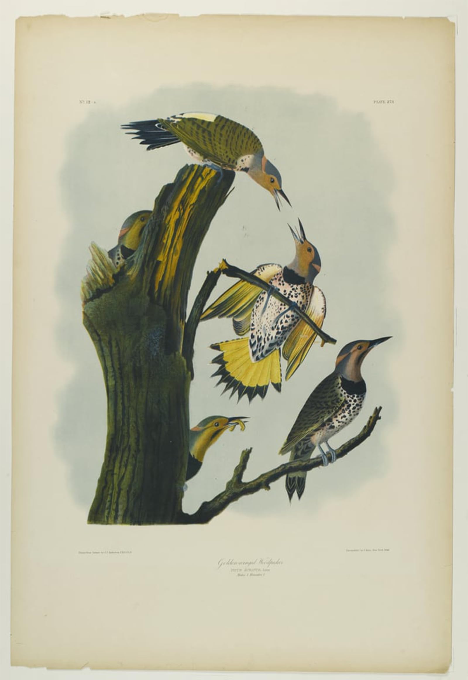 POSTERIIk Famous Print Pop Art Wall Art Graffiti Golden Winged Woodpecker Printed by John Jame Audubon Art Prints for Home Decor 60x90cm
