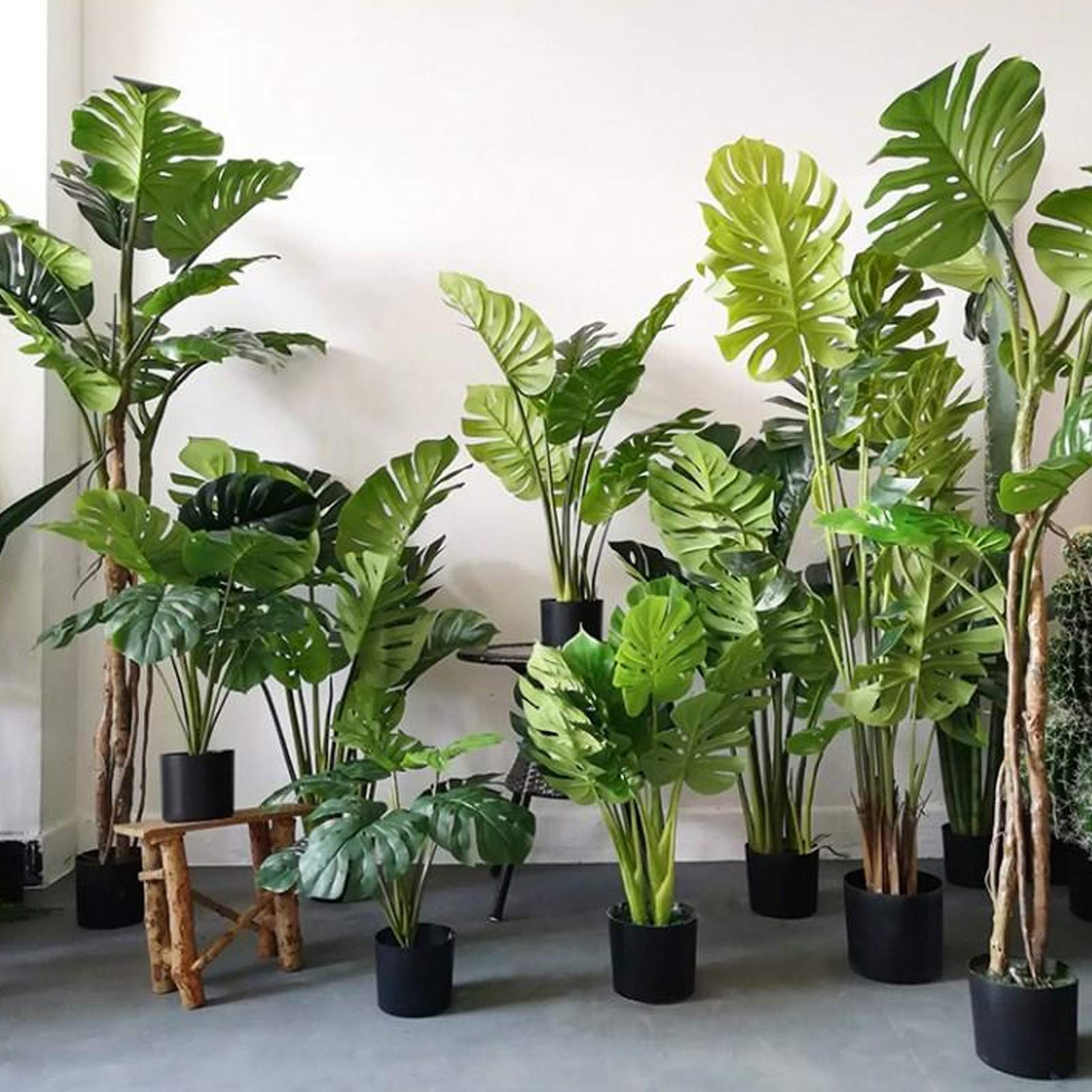Samen fr Pflanzen, 10 Stck/Beutel Monstera-Samen, frische voller  Vitalitt, grne Split-Bltter-Pflanzensamen fr Zuhause  Monstera-Samen :  Amazon.de: Garten
