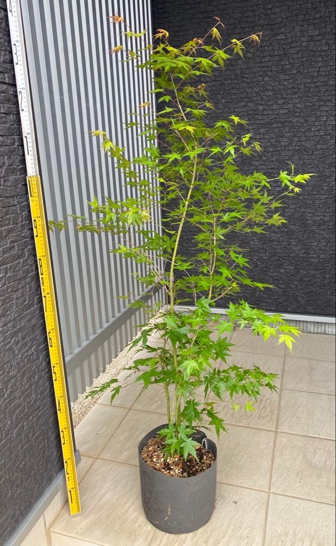 イロハモミジ　樹高H1.55m イロハモミジ 株立ち 樹高1.5m前後 ［生産者直送］イロハモミジ 樹高約