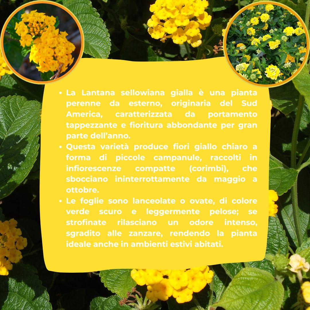 Vivaio Garden Forest Lantana Sellowiana Gialla, Vaso 14 cm | Pianta Tappezzante da Esterno, Fioritura Estiva Prolungata, Ideale per Giardino, Balcone o Mare