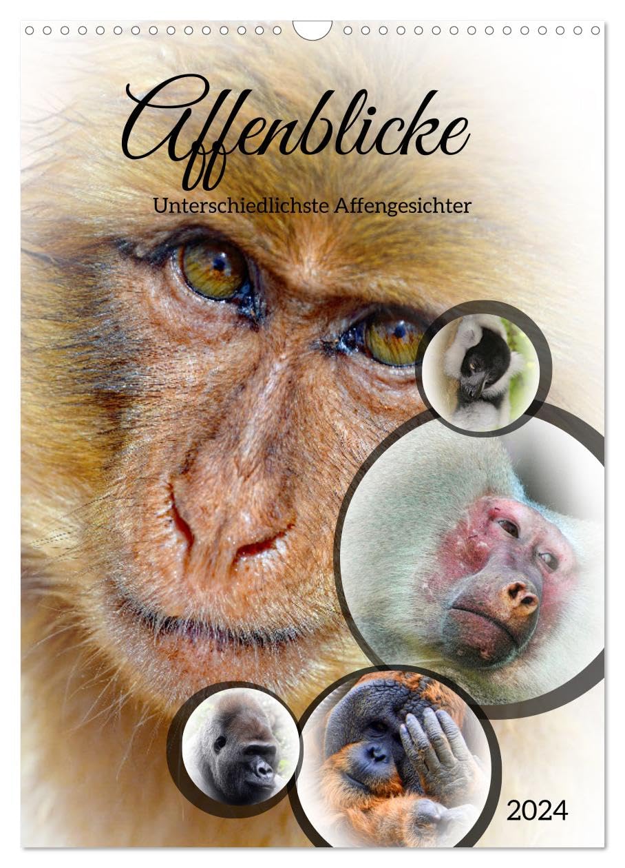 Affenblicke (Wandkalender 2024 DIN A3 hoch), CALVENDO Monatskalender: Unterschiedlichste Affensichter