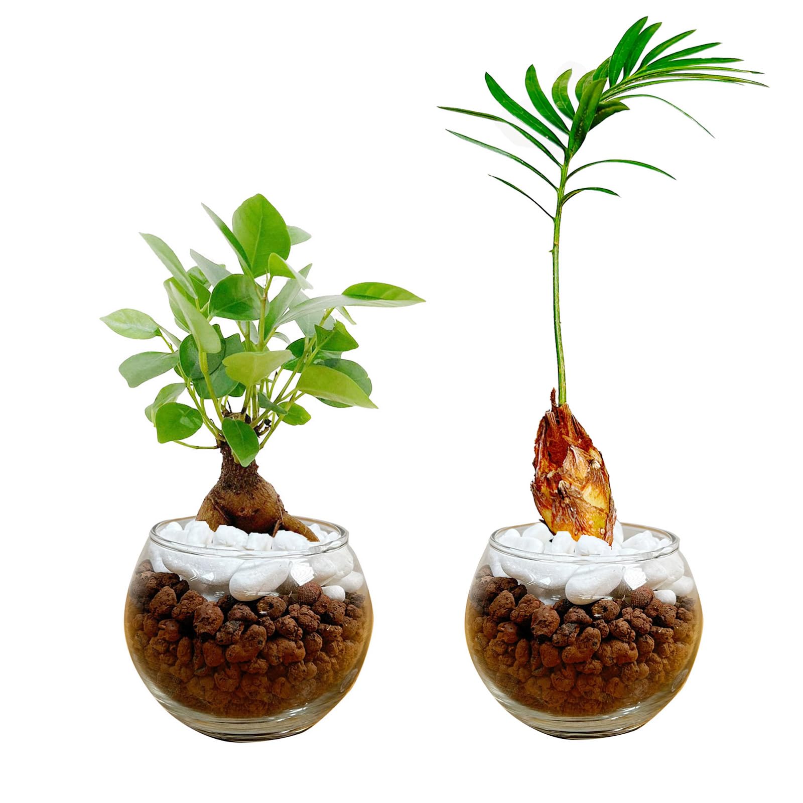 Amazon｜l'arbre blanc ガジュマル ソテツ 観葉植物 本物 2号 ミニミニ