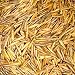 Bineshii world famous gourmet wild rice 5-LBS. All Bineshii wild rice is hand harvested from the lakes and river beds of Northern Minnesota and is cedar wood parched. Our wild rice is 100% natural and the only product proceed in plant.