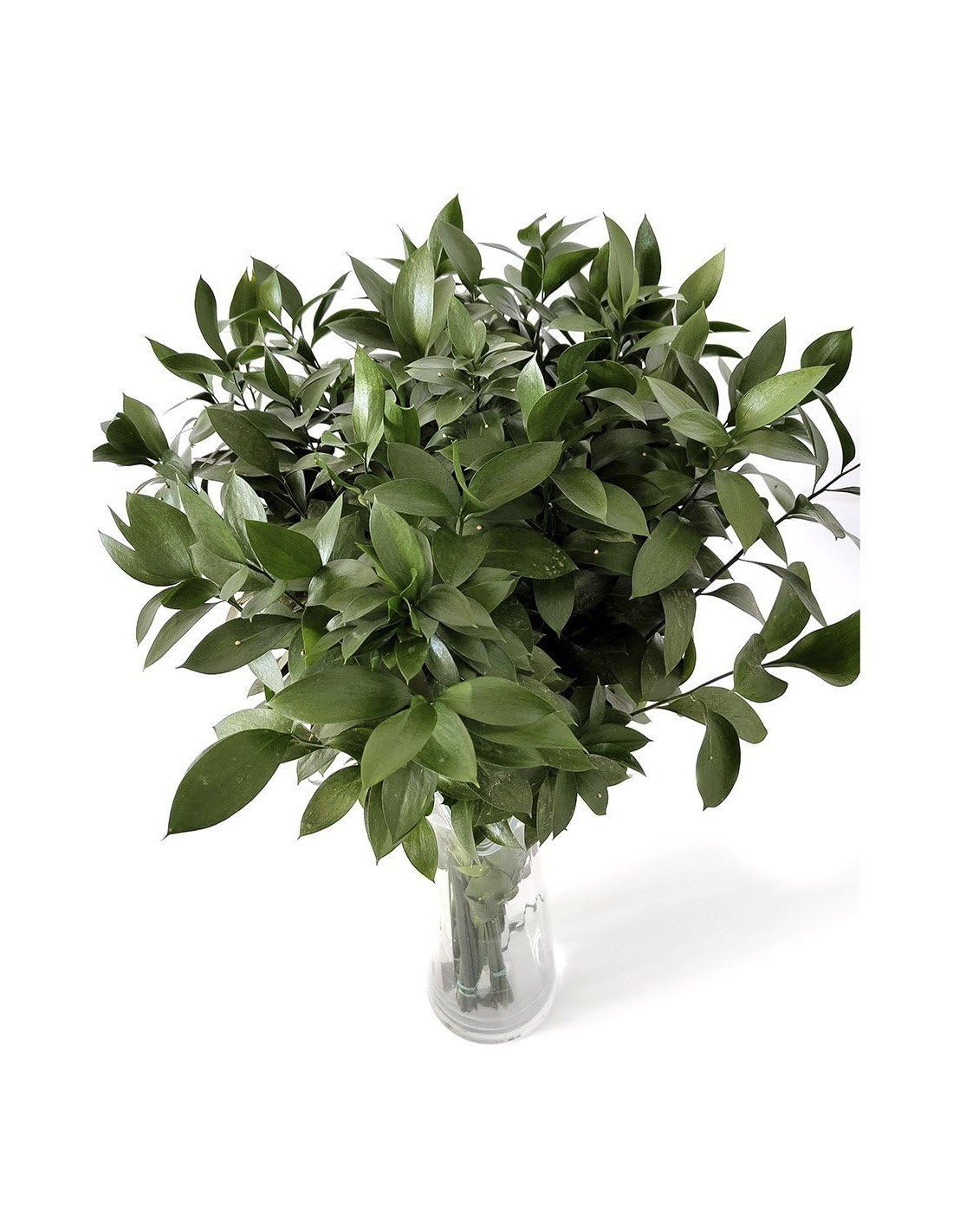 JARDIN202 - Ruscus | Flor Natural | Ramo de 50 tallos | Verde | 80cm de alto