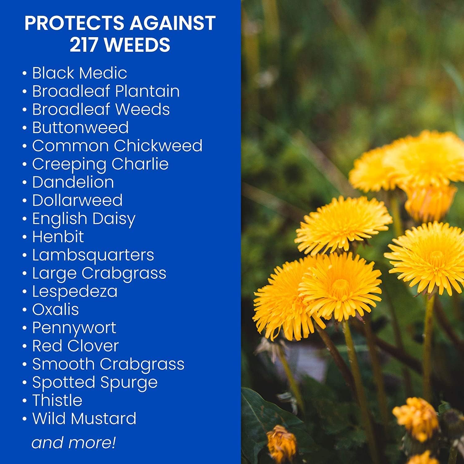 BioAdvanced Bermudagrass Control for Lawns, Ready-to-Spray, 32 oz with BioAdvanced All-in-One Lawn Weed and Crabgrass Killer I, Concentrate, 40 oz : Patio, Lawn & Garden