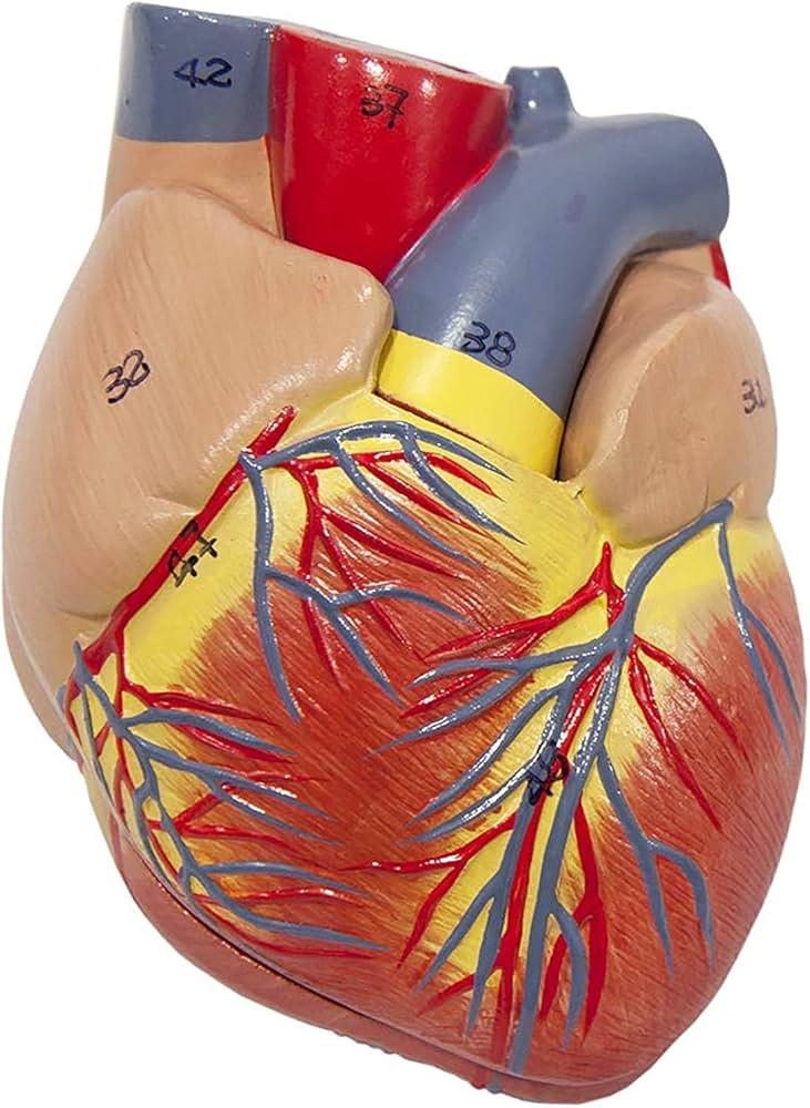 解剖学 1 Anatomy 1 解剖学 1 Anatomy 1 Anatomy + Physiology 1 (LAB Chapter 1