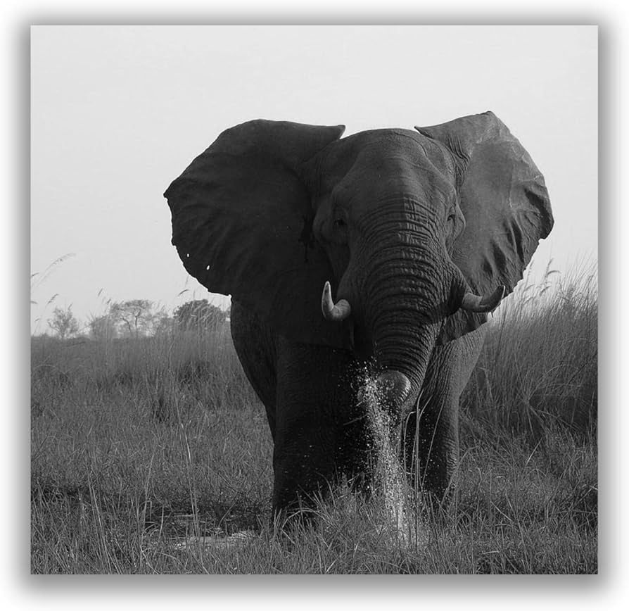 モノクロ象のフォトフレーム モノクロ象のフォトフレーム 【公式通販】
