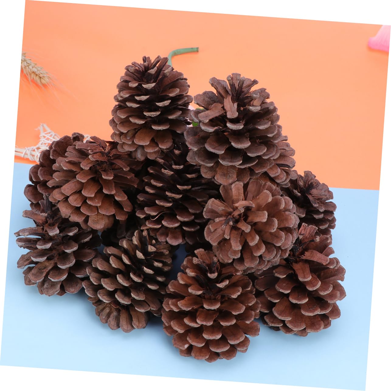 50 Stück Große Natürliche Tannenzapfen 6-8cm für Weihnachten