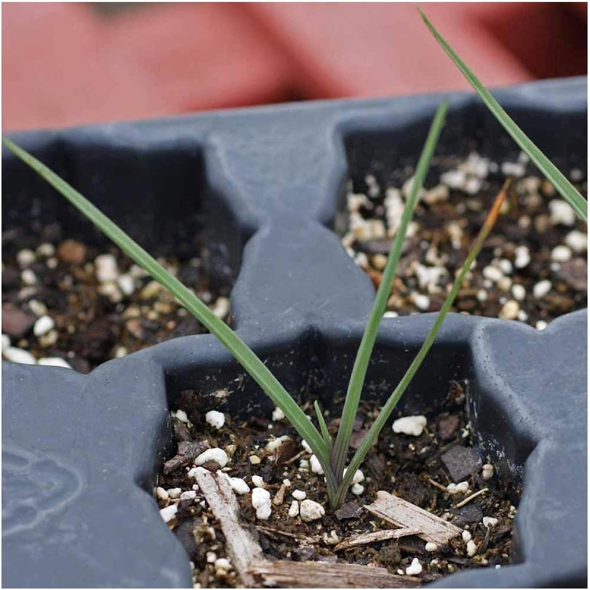 Everwilde Farms - 1/4 Lb Prairie Spiderwort Native Wildflower Seeds - Gold Vault