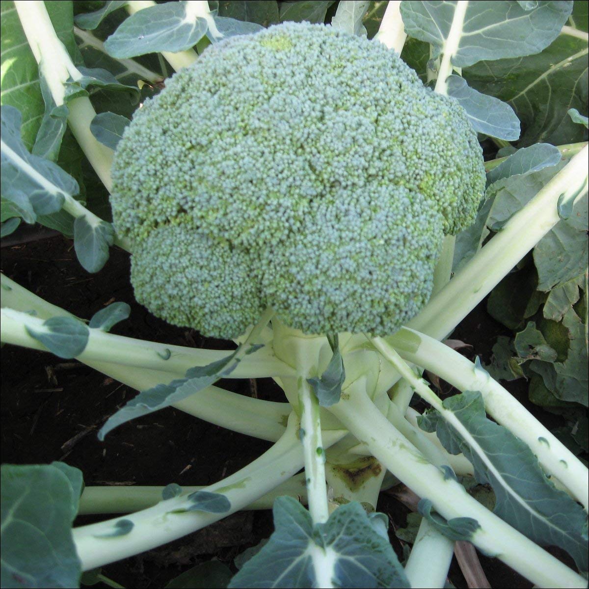 VIBEX™ XXL-305-Broccoli Natalino Improved Organic seeds (B09137G5JL) Amazon Price History, Amazon Price Tracker