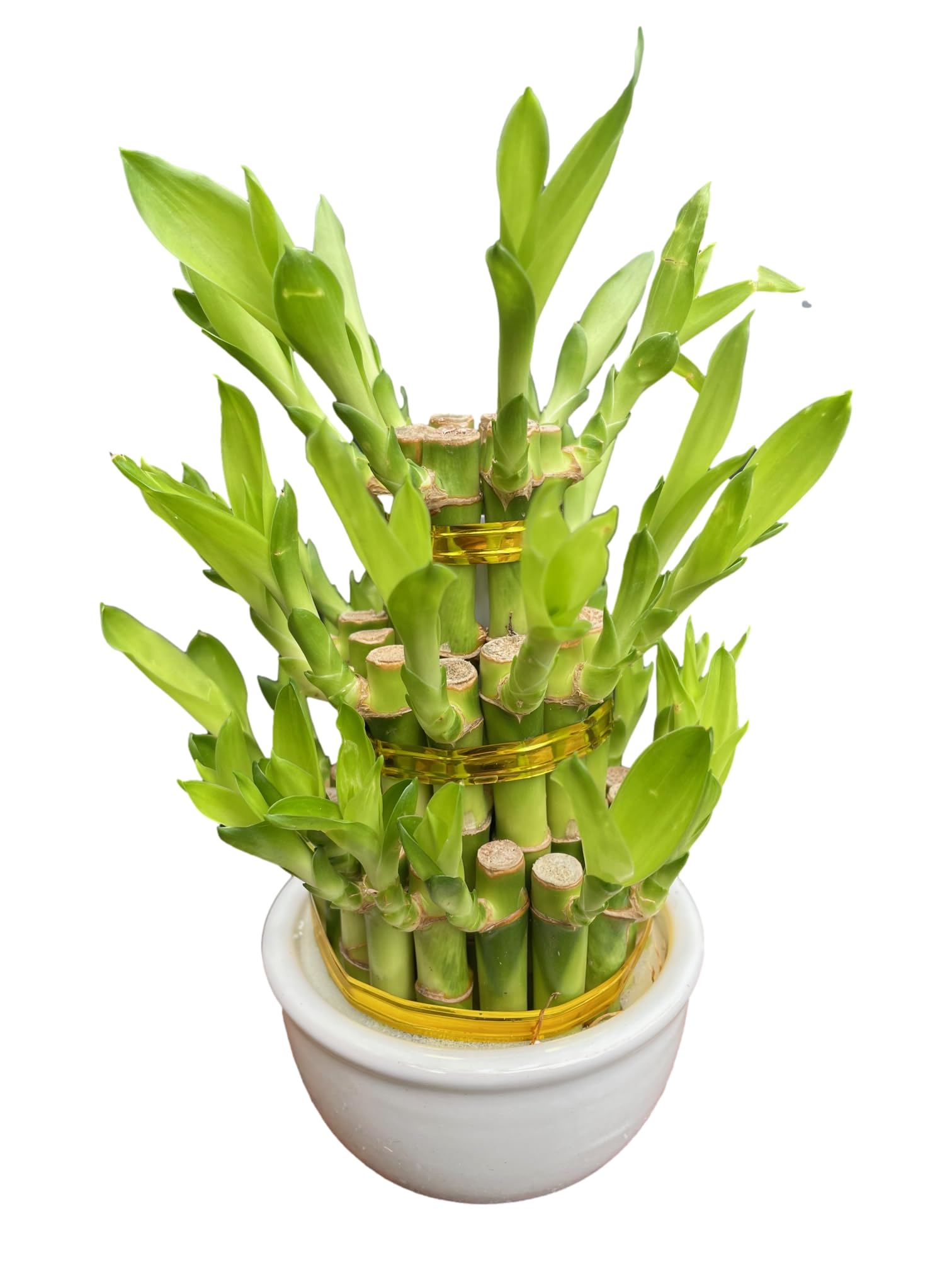 ミリオンバンブーご確認用 確認用 ミリオンバンブー水栽培