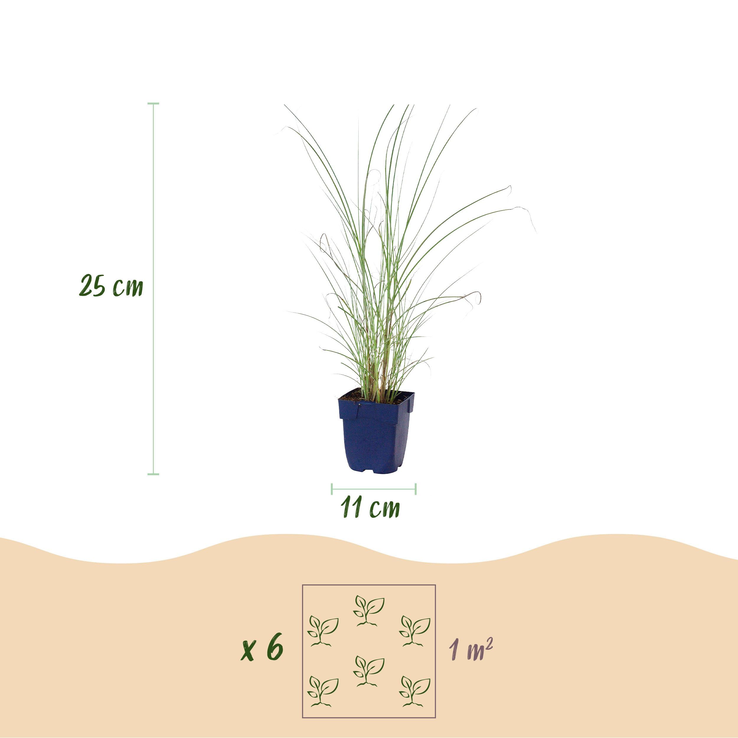 Miscanthus sin. Morning Light – trawa pampasowa – z kłosami – srebrna – 6 roślin - 15-25cm - Ø11cm - Roślina ogrodowa
