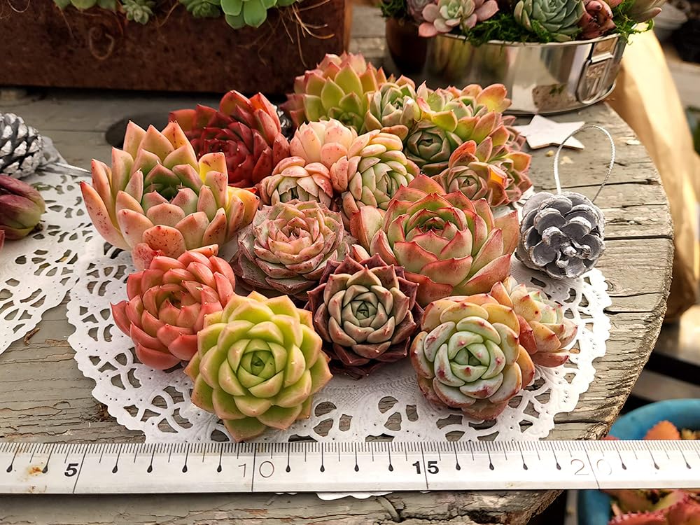 Amazon|50【ノベルティーハンカチORポーチ付】寄せ植え Amazon|50【ノベルティーハンカチORポーチ付】寄せ植え
