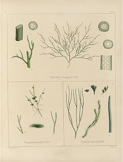 Cryptogamic botany of the Antarctic voyage of H.M. Discovery ships Erebus and Terror in the years 1839 Pl.60 Unframed Art Print Giclee Poster by Walter Hood Fitch - Ready for Framing with Customization Sizes