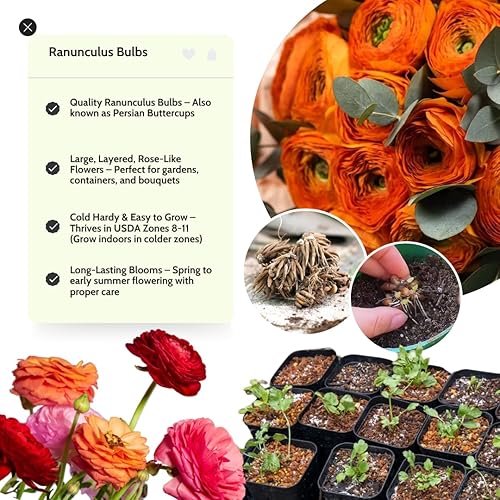 Miniatura 9 de Bulbos de ranúnculo para plantar, 25 bulbos de ranúnculo rojo para plantación de otoño, peonía francesa, ranúnculos, flores de ranúnculo a granel