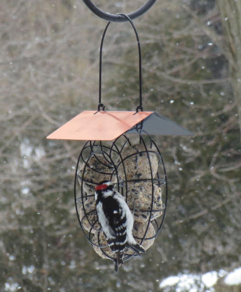 Songbird Essentials SE909 Suet & Seed Ball Feeder Copper Roof (Set of 1)