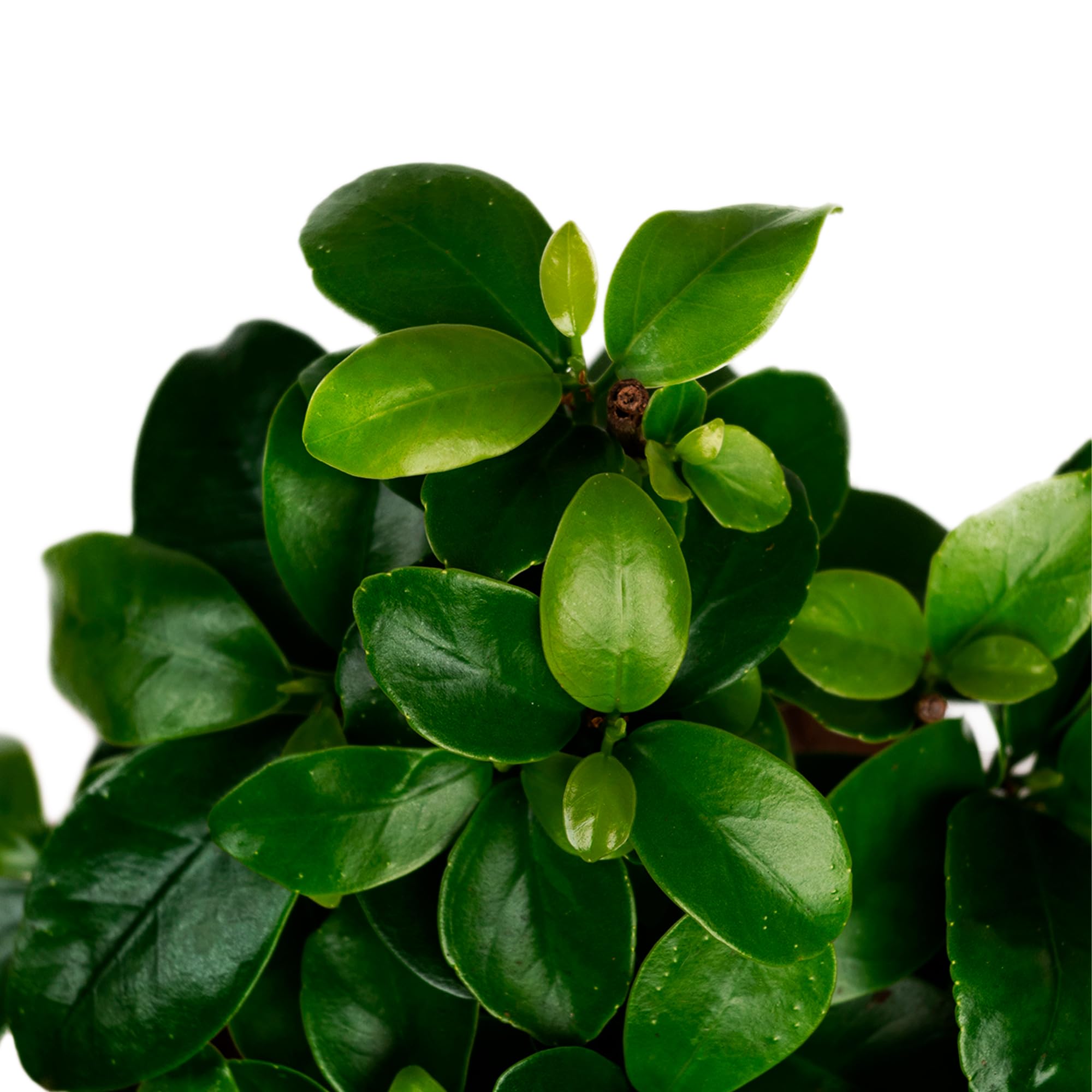 Ficus Ginseng Bonsái - Planta Natural - Interior - April Plants - Altura: 25-30 cm