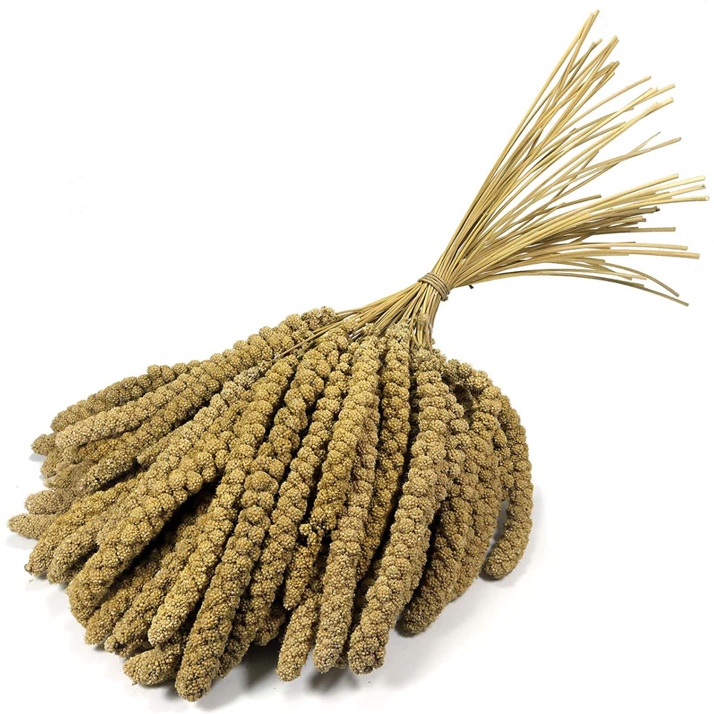 Britten & James Premium Quality Large 10 inch Millet Sprays for Birds (Approx 500g). Treat your birds to a healthy - Image 4