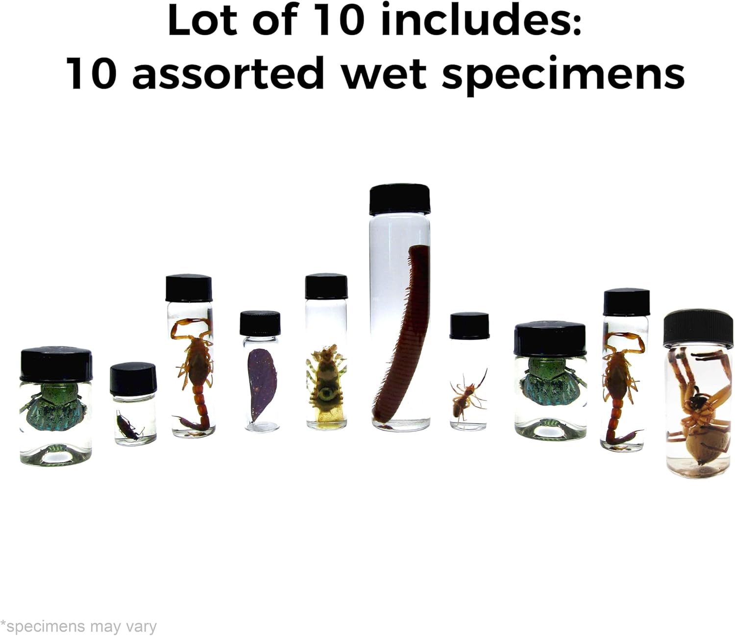 BicBugs Mixed lot of Assorted specimens in vials Wet specimens (10)