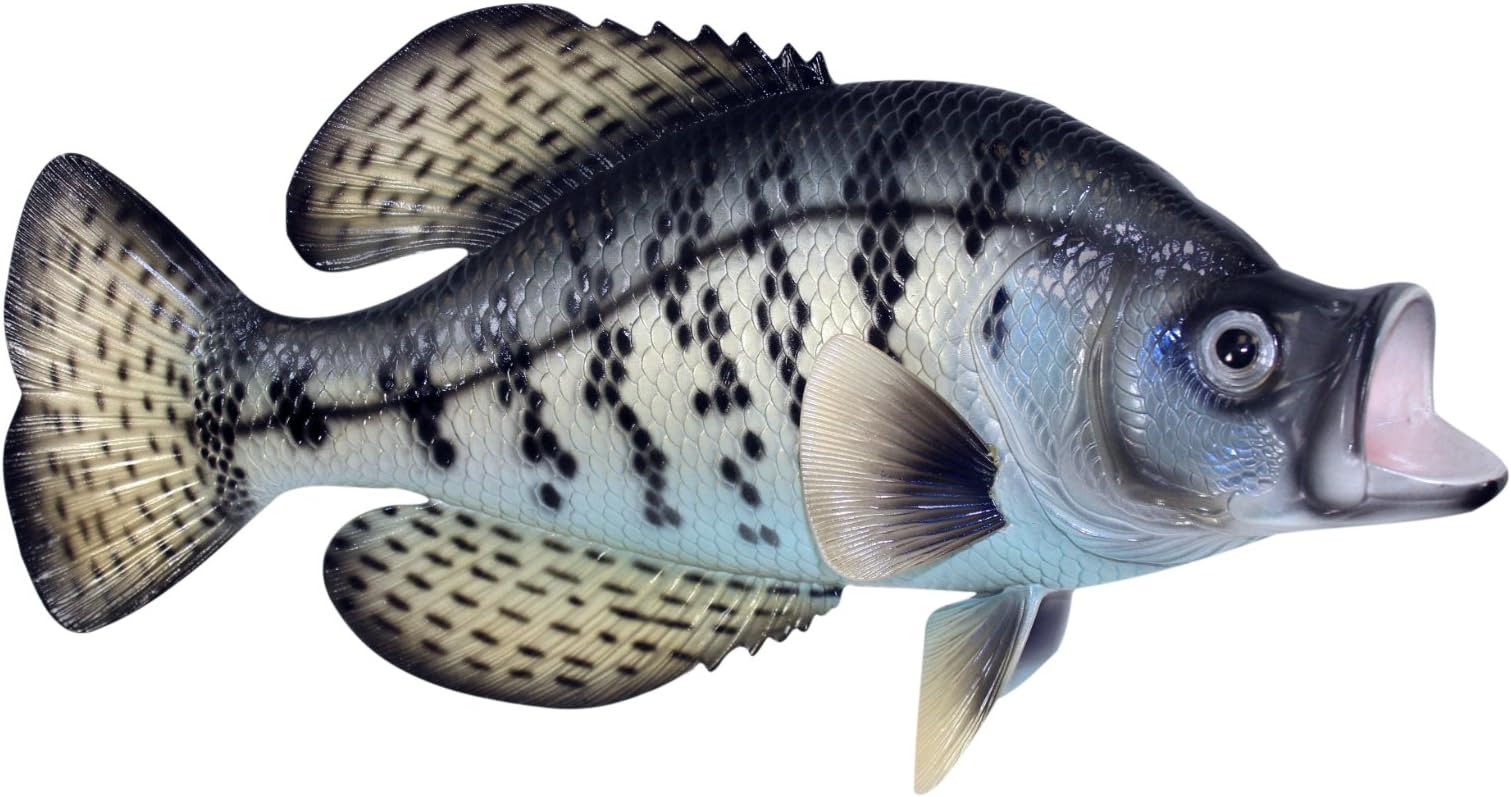 Fishermans Dream Black Crappie Fresh Water Fish 14 Inch Resin Wall Decor Plaque
