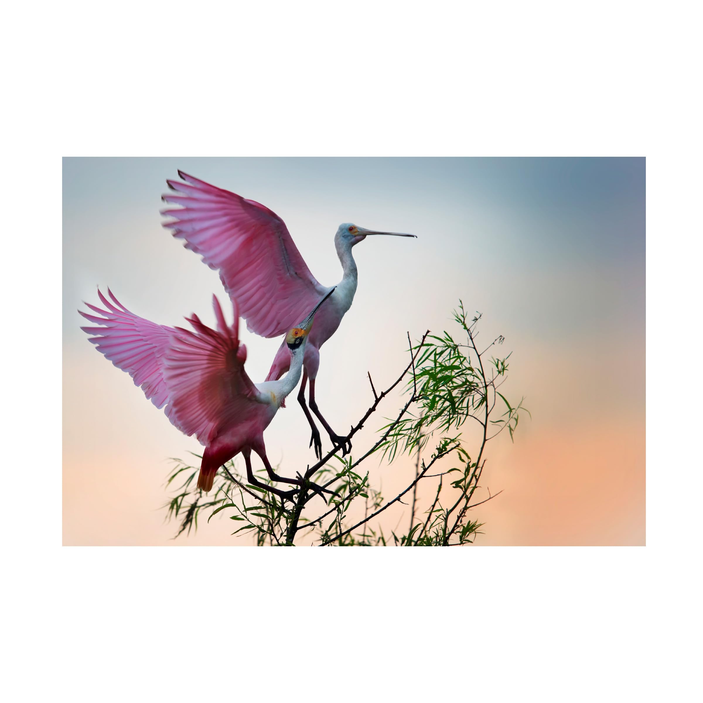 Trademark Fine Art Canvas Wall Art - Phillip Chang Two Roseate Spoonbills Wall Art for Living Room Bedroom