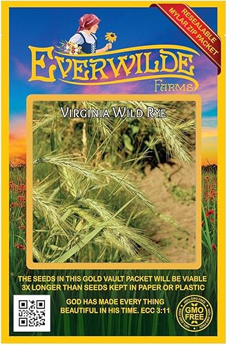 Everwilde Farms - 500 semillas de hierba nativa de centeno silvestre de Virginia - Paquete de semillas jumbo Gold Vault