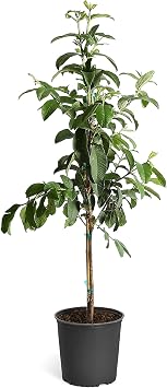 Brighter Blooms Ruby Supreme Guava Tree, 3-4 ft.