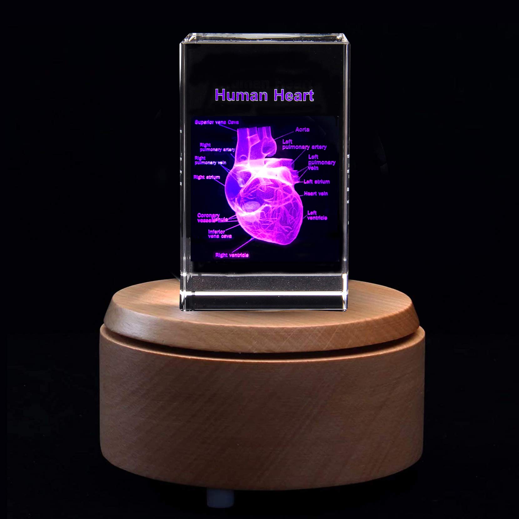 XINDAM 3D-Menschliches Herz Mit Etiketten, Anatomisches Modell