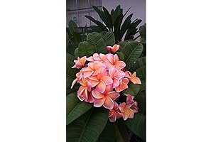 Peach Hawaiian Plumeria Cutting - Easy-to-Plant Plumeria Frangipani Cutting