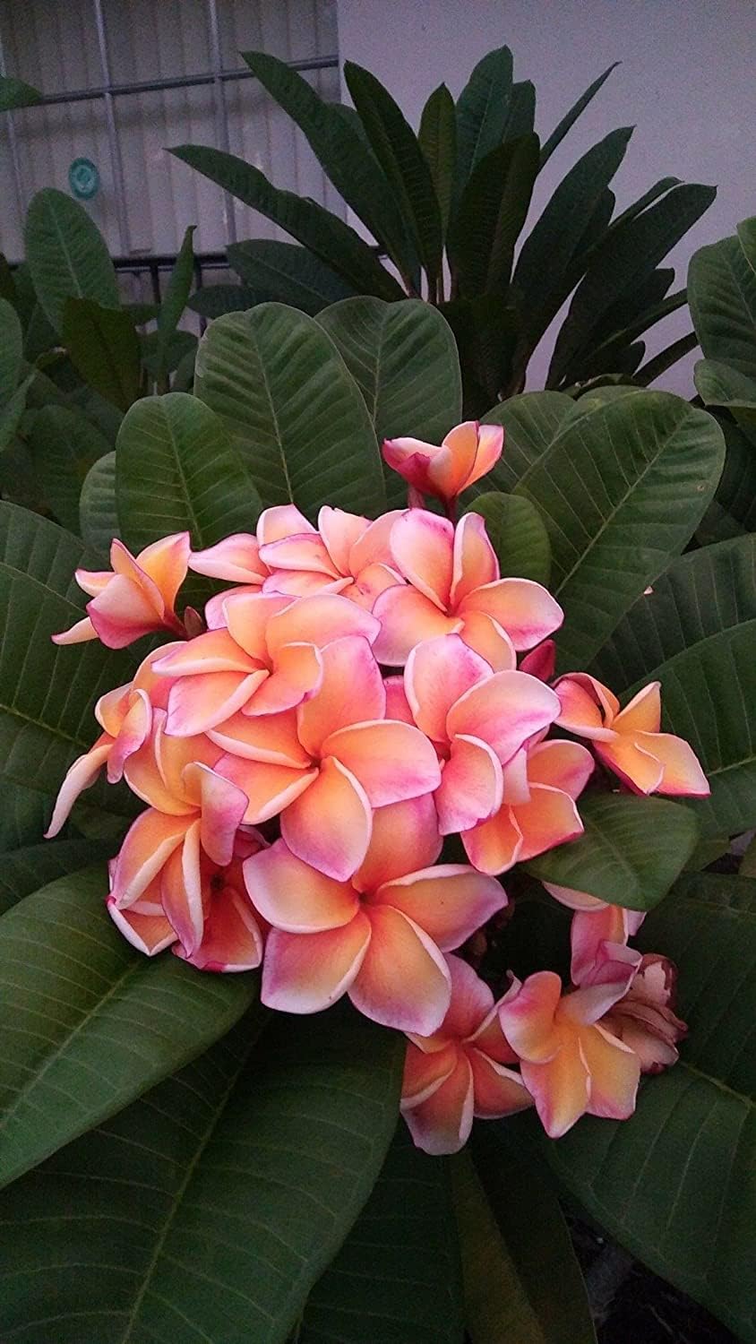 Peach Hawaiian Plumeria Cutting - Plumeria Frangipani Cutting for Planting - 10-12 Inches
