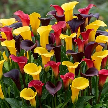 Calla Lily Bulbs Hardy Perennial - Zantedeschia Queens Collection - 10 Large Flower Bulbs - Real Plants from Holland - for Garden and Pot No Seeds Not Artificial