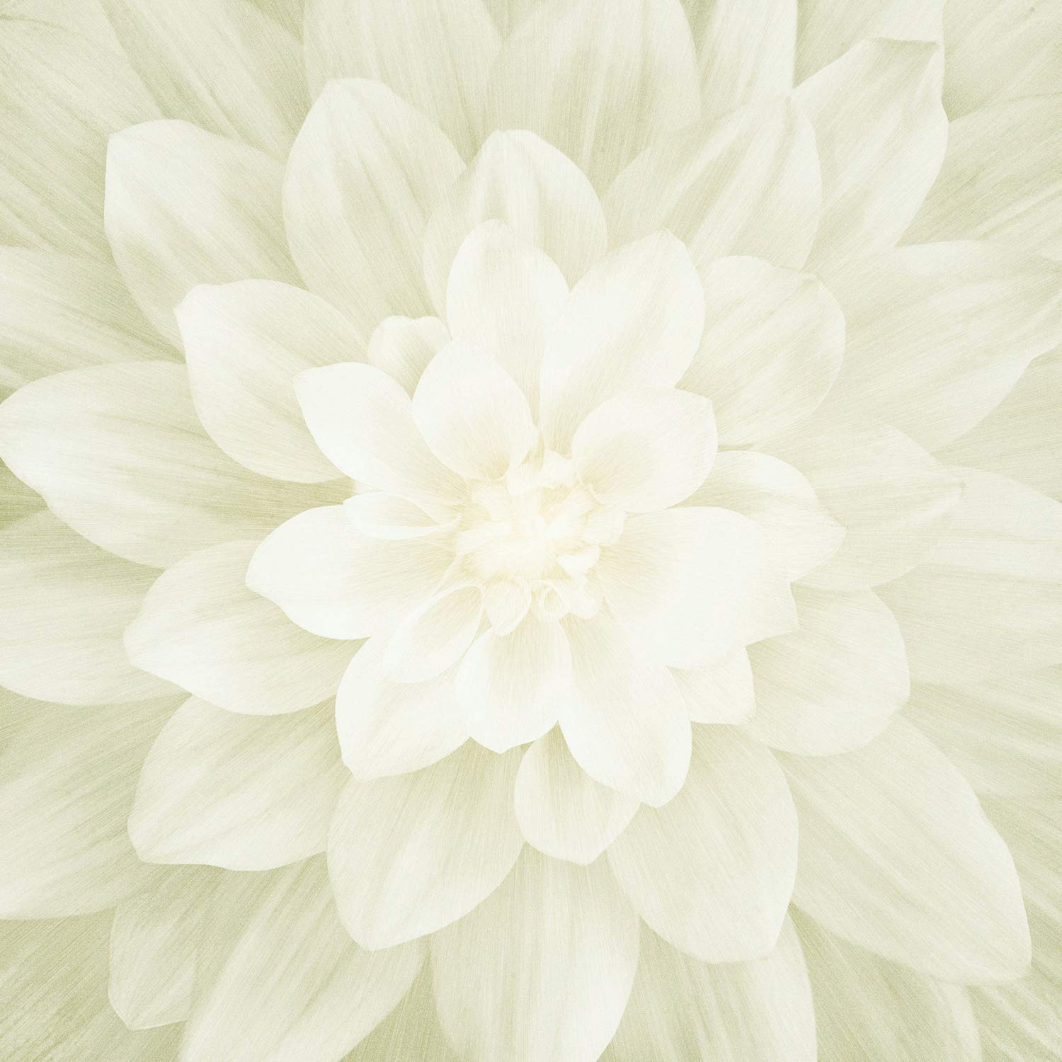 Hoffman Fabrics Dream Big - Ivory